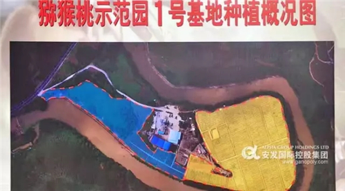 安发(连平)猕猴桃现代农业示范园基地揭牌