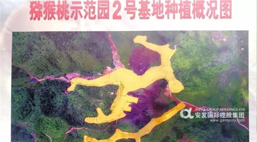 安发(连平)猕猴桃现代农业示范园基地揭牌