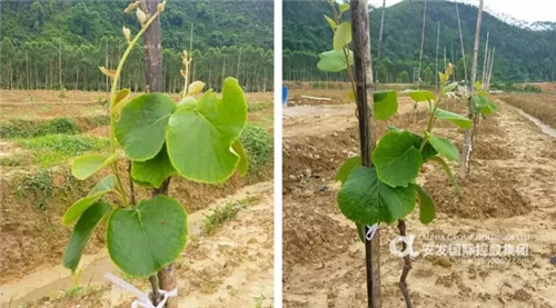 安发(连平)猕猴桃现代农业示范园基地揭牌