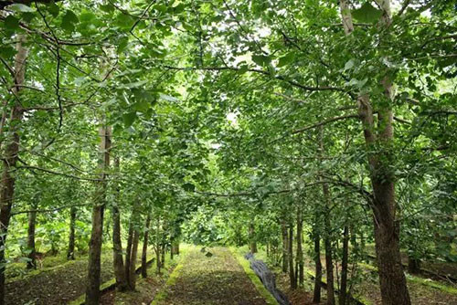 康恩贝成功立项浙江省首个天然植物药团体标准