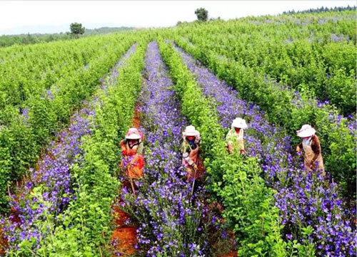 康恩贝成功立项浙江省首个天然植物药团体标准