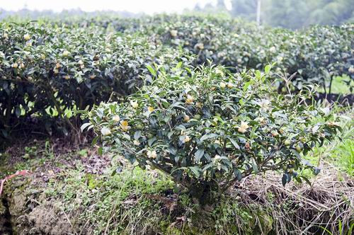 康美来集团云湶谷山茶油即将上市