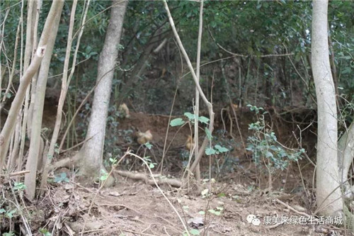 康美来董事长余春富一行视察云湶谷农场