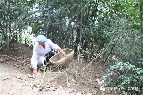 康美来董事长余春富一行视察云湶谷农场