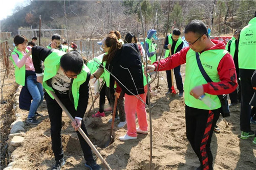 安然北京分公司公益植树活动精彩开启