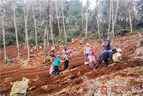 康美药业楚雄中药材种植基地春耕忙 助农脱贫增收