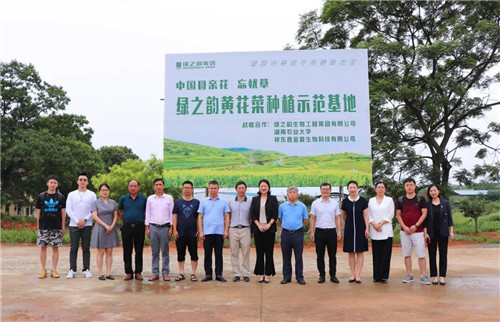 绿之韵黄花菜种植示范基地项目签约仪式举行