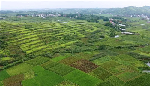 绿之韵黄花菜种植示范基地项目签约仪式举行