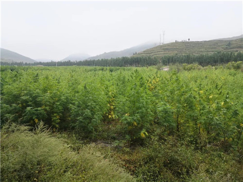 “云南省工业大麻行业协会”正式成立,理想入驻千亿级绿色支柱产业!