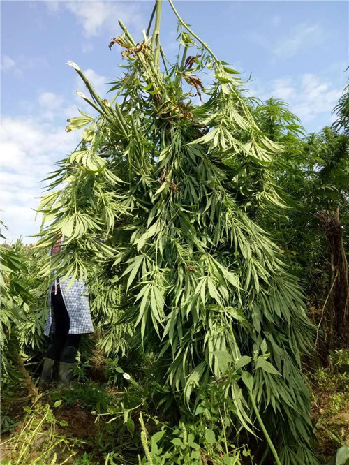 “云南省工业大麻行业协会”正式成立,理想入驻千亿级绿色支柱产业!